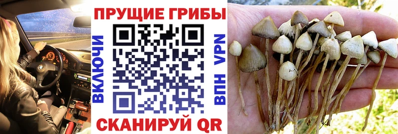 Псилоцибиновые грибы прущие грибы  ОМГ ОМГ tor  Вышний Волочёк 